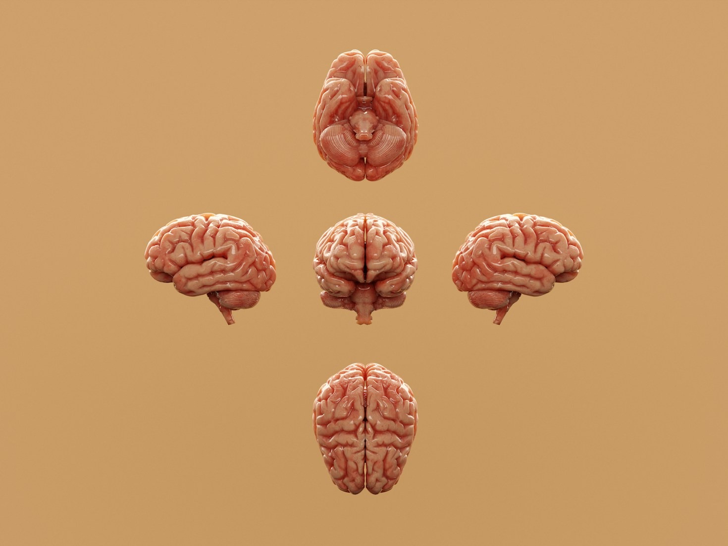 Understanding Behavioral Triggers and Reactions